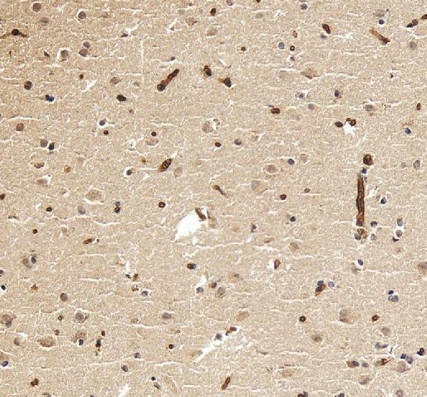 a01192 4 chat primary antibodies ihc testing 3