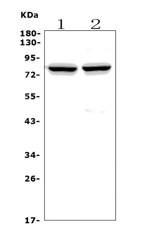 a01192 4 chat primary antibodies wb testing 1