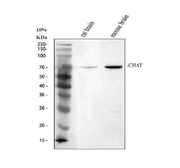 a01192 5 chat primary antibodies wb testing 1_1