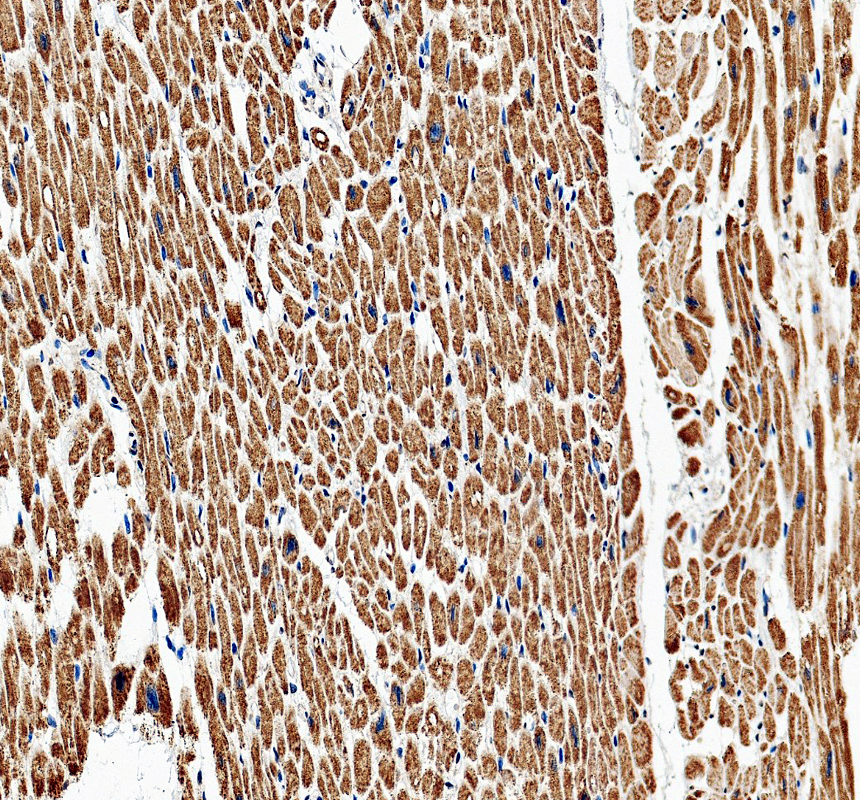 a01193 2 mapkapk2 primary antibodies ihc testing 2