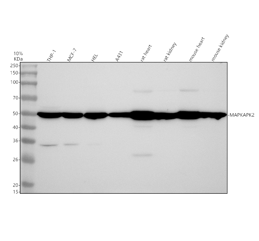 a01193 2 mapkapk2 primary antibodies wb testing 1