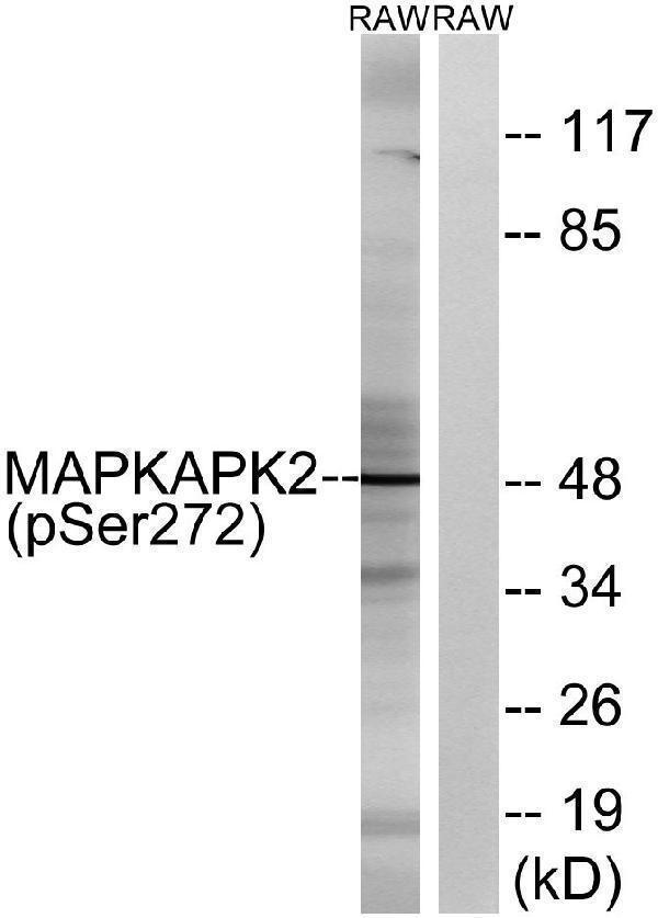 Western blot analysis of lysates from RAW264