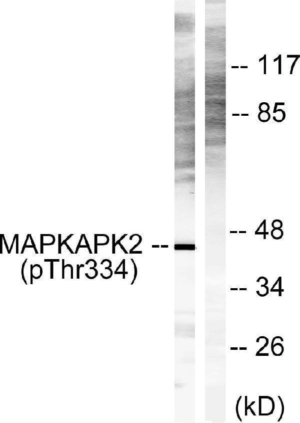 Western blot analysis of lysates from NIH/3T3 cells, using MAPKAPK2 (Phospho-Thr334) Antibody