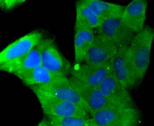 ICC staining Stathmin 1 in Hela cells (green)