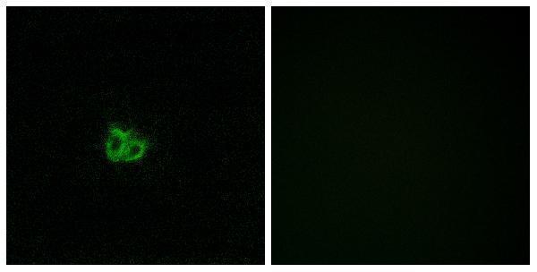 a01194s16 stmn1 primary antibodies if testing 1
