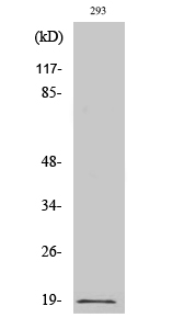 Western Blot analysis of various cells using Phospho-Op18 (S16) Polyclonal Antibody