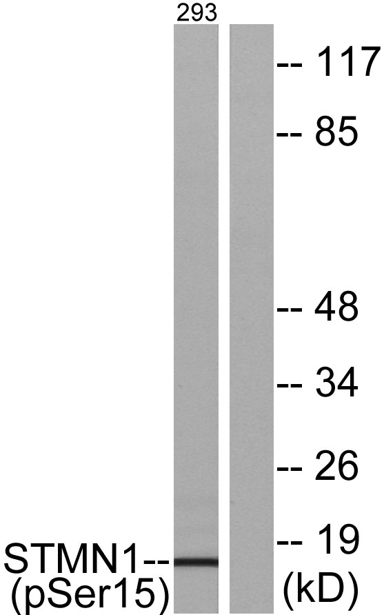 Western blot analysis of lysates from 293 cells, using Stathmin 1 (Phospho-Ser15) Antibody