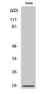 Western Blot analysis of various cells using Phospho-Op18 (S25) Polyclonal Antibody
