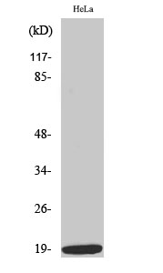 Western Blot analysis of various cells using Phospho-Op18 (S38) Polyclonal Antibody