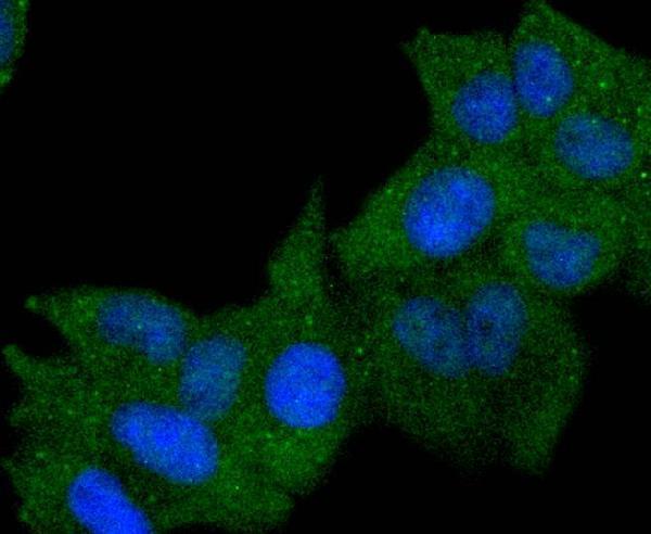 ICC staining HLA-DR in Hela cells (green)