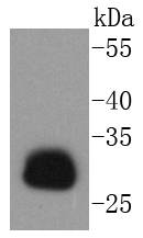 Western blot analysis of HLA-DR on Daudi cells lysates using anti-HLA-DR antibody at 1/1,000 dilution