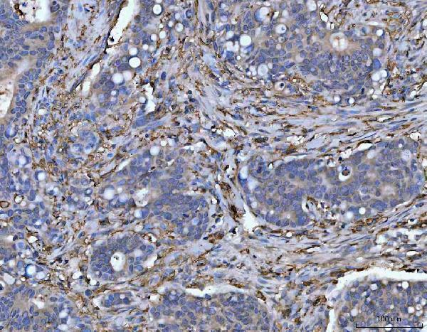 a01195 hla dra primary antibodies ihc testing 4