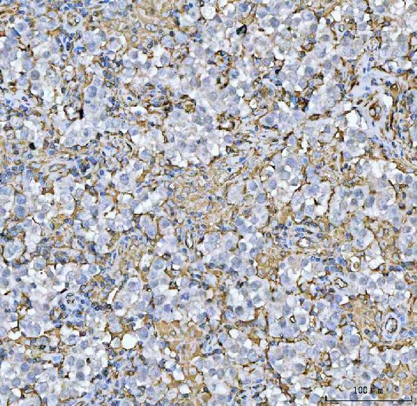 a01195 hla dra primary antibodies ihc testing 6