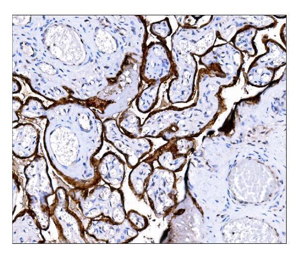 a01198 2 sts primary antibodies ihc testing 2