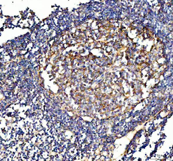 a01199 1 vcam1 primary antibodies ihc testing 1