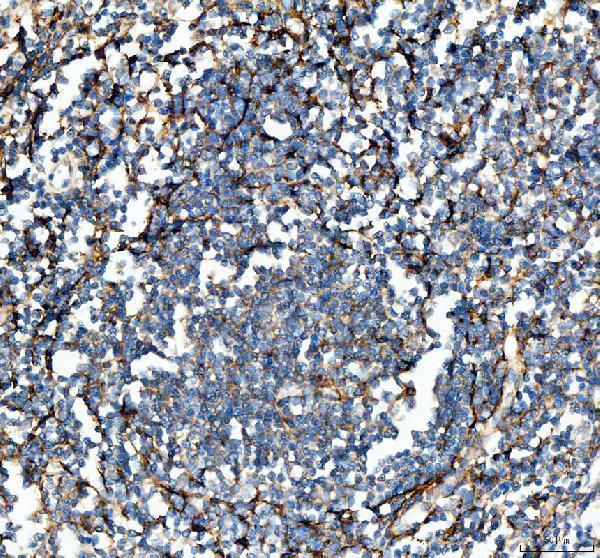 a01199 1 vcam1 primary antibodies ihc testing 2