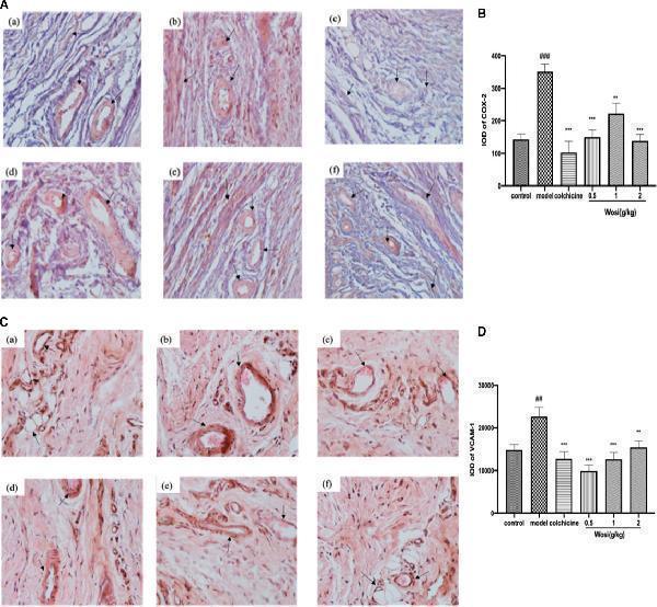 a01199 2 fphar 11 568585 g006