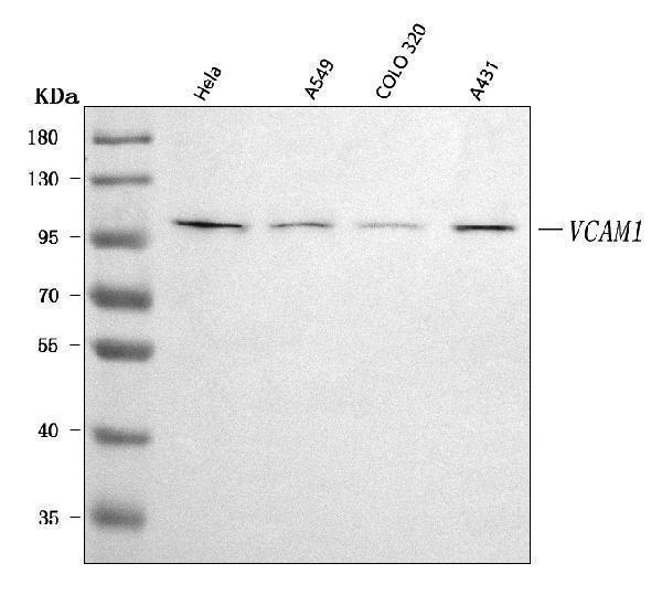  Western blot analysis of VCAM1 using anti-VCAM1 antibody (A01199-4)