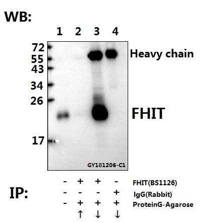 Immunoprecipitation of MCF-7 cell lysate using FHIT (E116) polyclonal antibody (Sepharose Bead Conjugate) #BD0048(lane 2 and lane 3) and Nonspecific IgG Control (Sepharose Bead Conjugate) #BD0048 (lane 4 )
