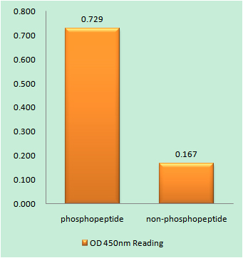 Enzyme-Linked Immunosorbent Assay (Phospho-ELISA) for Immunogen Phosphopeptide (Phospho-left) and Non-Phosphopeptide (Phospho-right), using FHIT (Phospho-Tyr114) Antibody