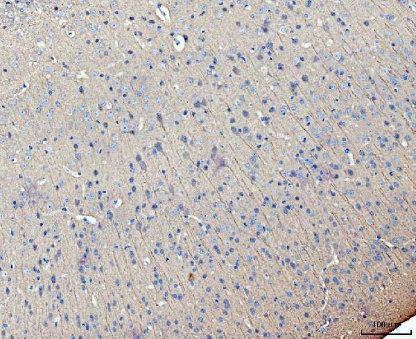 a01201 4 map2 primary antibodies ihc testing 2
