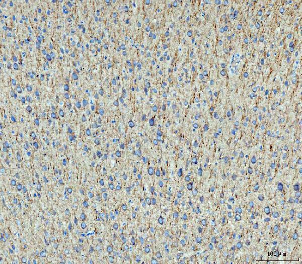 a01201 4 map2 primary antibodies ihc testing 3
