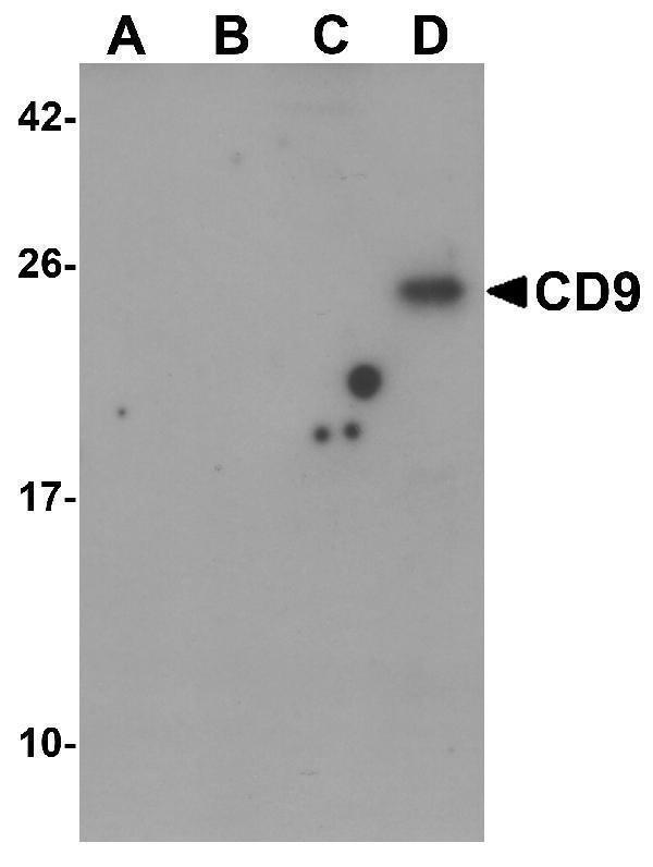a01202 cd9 primary antibodies wb testing 1