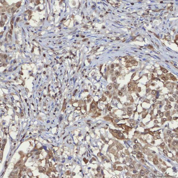 a01203 2 sin3a primary antibodies ihc testing 4