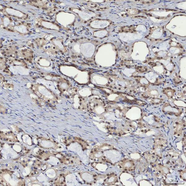 a01203 2 sin3a primary antibodies ihc testing 6
