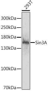 Western blot analysis of extracts of 293T cells, using Sin3A antibody  at 1:1000 dilution