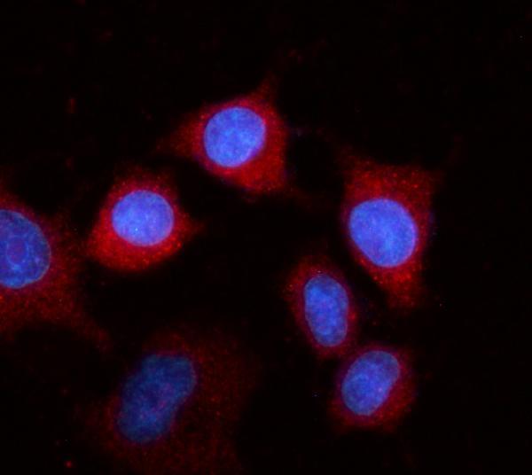 a01204 1 fgb primary antibodies if testing 2
