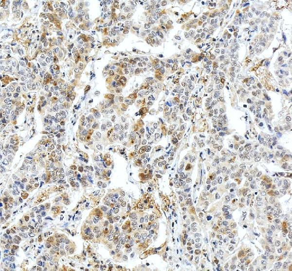 a01204 1 fgb primary antibodies ihc testing 1