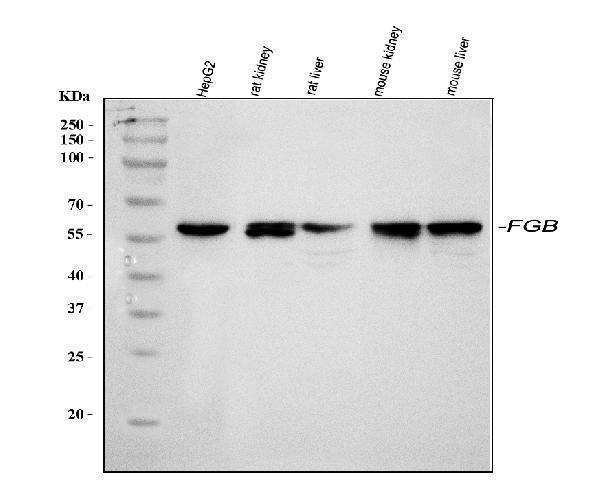 a01204 1 fgb primary antibodies wb testing 1