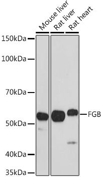 a01204 fgb primary antiboties wb testing 1