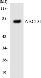 a01205 abcd1 primary antibodies wb testing 1