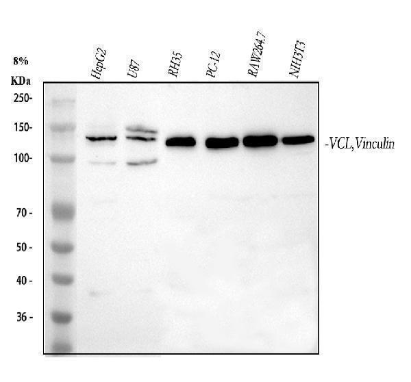 a01207 vinculin primary antibodies wb testing 1