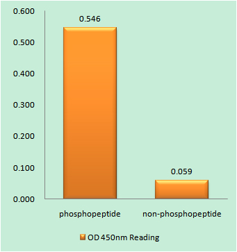 Enzyme-Linked Immunosorbent Assay (Phospho-ELISA) for Immunogen Phosphopeptide (Phospho-left) and Non-Phosphopeptide (Phospho-right), using Vinculin (Phospho-Tyr821) Antibody