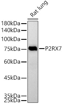 a01208 1 p2rx7 primary antiboties wb testing 1