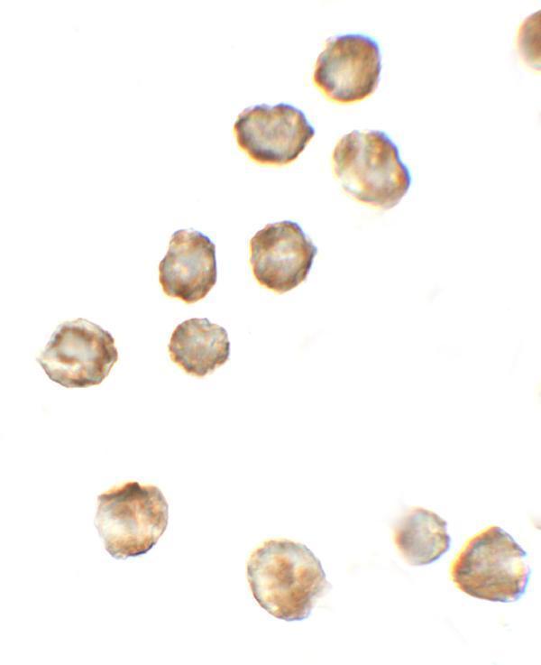 a01208 p2rx7 primary antibodies icc testing 2