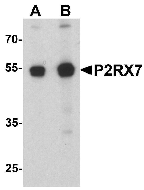 a01208 p2rx7 primary antibodies wb testing 1