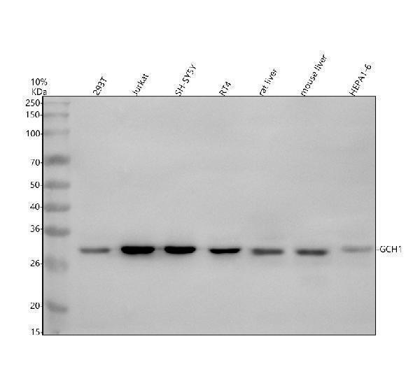 Western blot analysis of GCH1 using anti-GCH1 antibody (A01210-3)