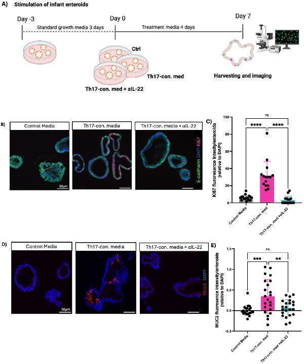 IL-22 is the key cytokine underlying the effects of the human infant Th17-conditioned media