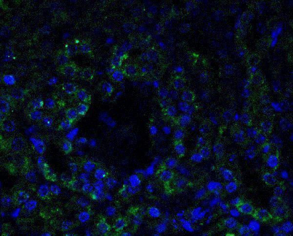Immunofluorescence of AGTR1 in Mouse Kidney cells with AGTR1 antibody at 5 μg/mL