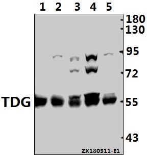 Western blot (WB) analysis of TDG (K90) pAb at 1:1000 dilution
Lane1:CT-26 whole cell lysate(40ug)
Lane2:PC12 whole cell lysate(40ug)
Lane3:HCT116 whole cell lysate(40ug)
Lane4:HEK293T whole cell lysate(40ug)
Lane5:Hela whole cell lysate(40ug)