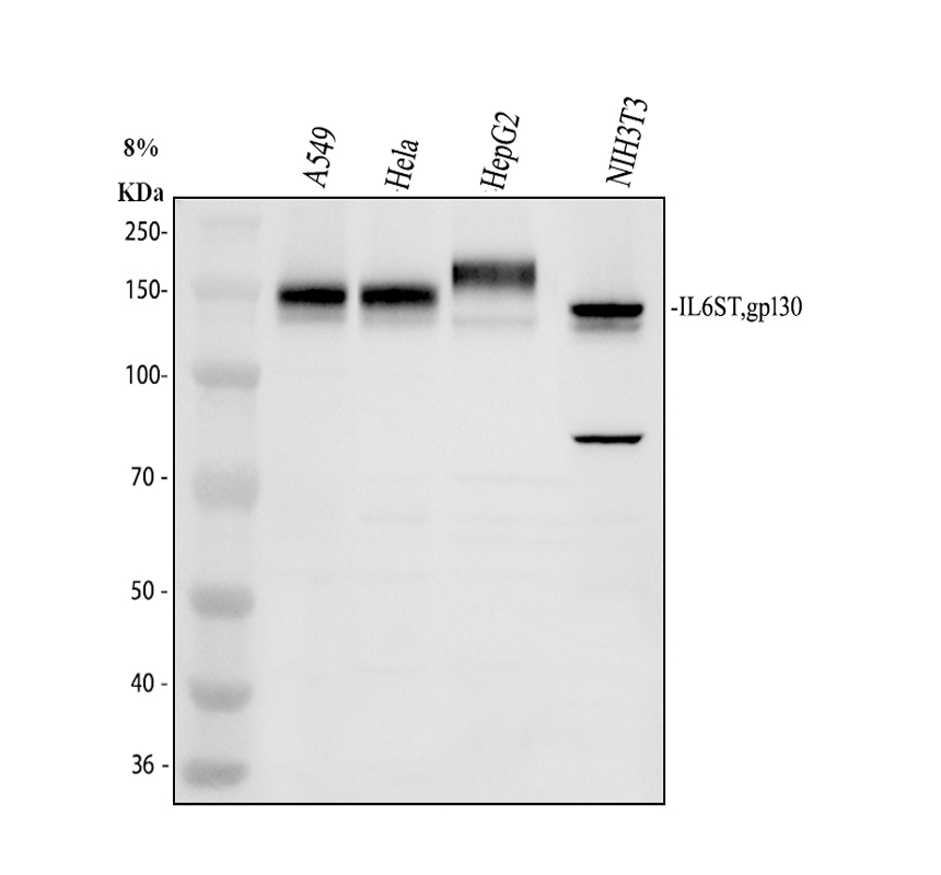 a01216 2 il6st primary antibodies wb testing 1