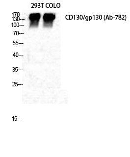 a01216 il6st primary antibodies wb testing 2