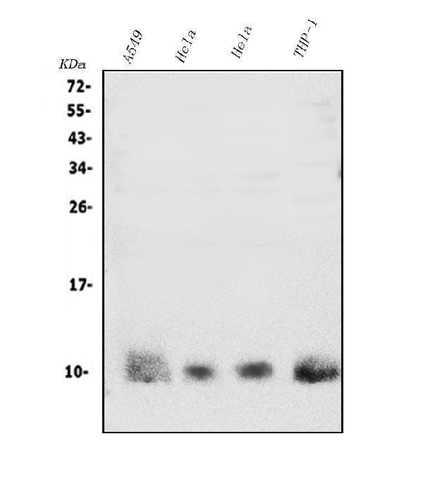  Western blot analysis of S100A4 using anti-S100A4 antibody (A01217-2)