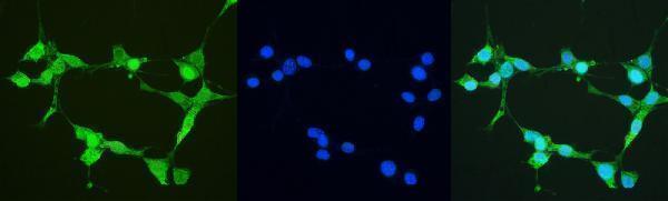 a01219 1 thioredoxin trx primary antibodies if testing 5