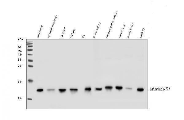  Western blot analysis of Thioredoxin TRX using anti-Thioredoxin TRX antibody (A01219-1)