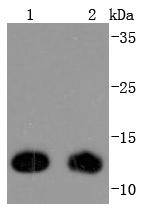 a01219 2 txn primary antiboties wb testing 1